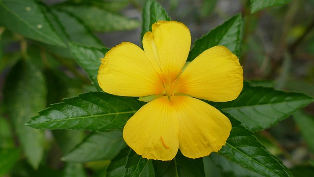 Gc27fdcd1a11e28125b85167e51d46db0cee4becdfe69a68e2b4530214d6badeccb0ac33d9838c7417c0b5f0572a8c33d9465e951269856b4816c7902f29f4ede 640